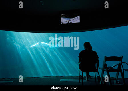 Woman watching beluga whales (mother and calf) swimming in Vancouver Aquarium, Stanley Park, Vancouver, British Columbia, Canada Stock Photo