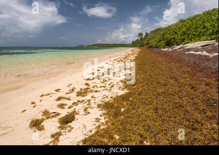 Large quantities of Sargassum seaweed lay ashore at the 'Anse Michel' beach in Martinique Stock Photo