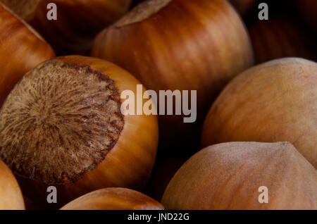 Macro photo of hazelnut heap; Focus on the nearest part Stock Photo