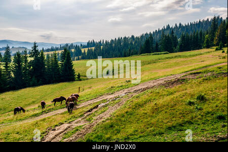 Horses grazing near the road in a clearing at the edge of the forest Stock Photo