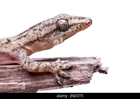 Gecko lizard isolated on white Stock Photo