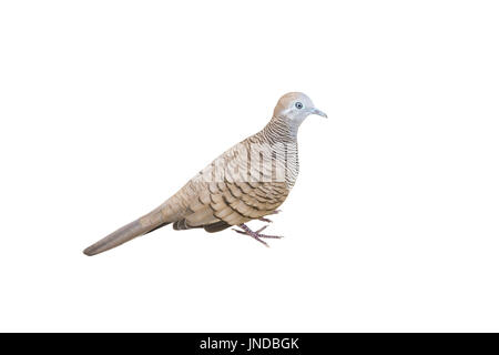 zebra dove isolated on white background Stock Photo