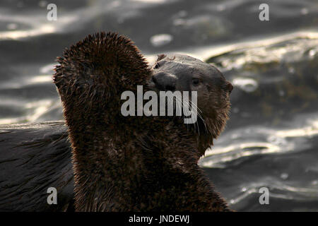 A pair of river otters close up in Victoria's Inner Harbor, British Columbia Stock Photo