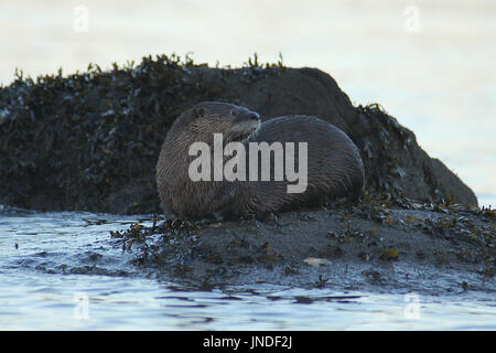 River otter sitting on a rock at sea near Qualicum Beach, British Columbia Stock Photo