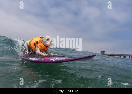 Imperial Beach, CA, US. 29th July, 2017. Surfdog returns to Imperial Beach for the twelfth year.Sugar surfing. Credit: Daren Fentiman/ZUMA Wire/Alamy Live News Stock Photo