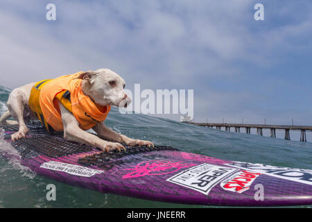 Imperial Beach, CA, US. 29th July, 2017. Surfdog returns to Imperial Beach for the twelfth year.Sugar surfing. Credit: Daren Fentiman/ZUMA Wire/Alamy Live News Stock Photo