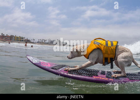 Imperial Beach, CA, US. 29th July, 2017. Surfdog returns to Imperial Beach for the twelfth year.Sugar surfing. Credit: Daren Fentiman/ZUMA Wire/Alamy Live News Stock Photo