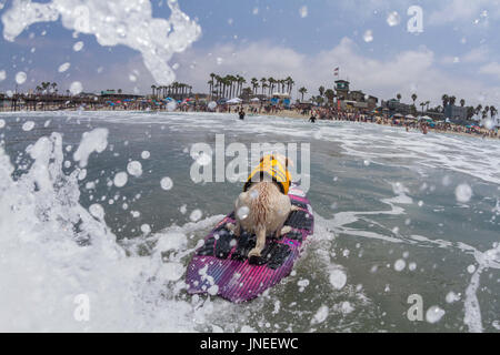 Imperial Beach, CA, US. 29th July, 2017. Surfdog returns to Imperial Beach for the twelfth year.Sugar surfing. Credit: Daren Fentiman/ZUMA Wire/Alamy Live News Stock Photo