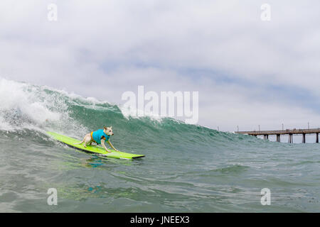 Imperial Beach, CA, US. 29th July, 2017. Surfdog returns to Imperial Beach for the twelfth year.Sugar surfing. Credit: Daren Fentiman/ZUMA Wire/Alamy Live News Stock Photo