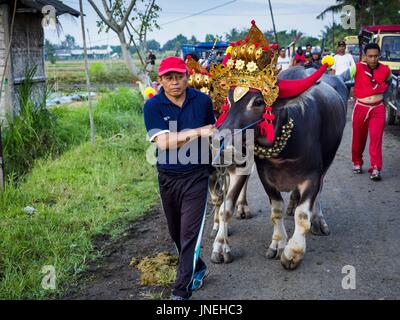 Jembrana, Bali, Indonesia. 30th July, 2017. A man leads his team of water buffalo to the starting line of a makepung (buffalo race) in Tuwed, Jembrana in southwest Bali. Makepung is buffalo racing in the district of Jembrana, on the west end of Bali. The Makepung season starts in July and ends in November. A man sitting in a small cart drives a pair of buffalo bulls around a track cut through rice fields in the district. It's a popular local past time that draws spectators from across western Bali. Credit: Jack Kurtz/ZUMA Wire/Alamy Live News Stock Photo