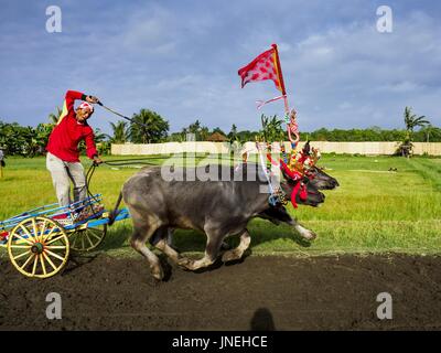 Jembrana, Bali, Indonesia. 30th July, 2017. A man in small cart drives a team of water buffalo down the course during a makepung (buffalo race) in Tuwed, Jembrana in southwest Bali. Makepung is buffalo racing in the district of Jembrana, on the west end of Bali. The Makepung season starts in July and ends in November. A man sitting in a small cart drives a pair of buffalo bulls around a track cut through rice fields in the district. It's a popular local past time that draws spectators from across western Bali. Credit: Jack Kurtz/ZUMA Wire/Alamy Live News Stock Photo