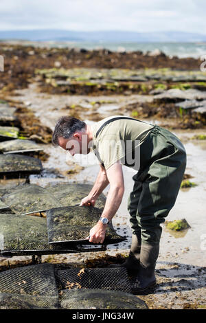 Worker carrying metal bag with oysters on oyster farm, Kilcolgan, co.Galway, 20 July 2016 Stock Photo