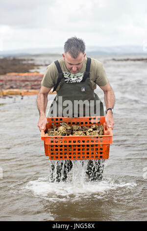 Oyster farm Kilcolgan, county Galway, July 2016. Worker carrying oysters in plastic box. Kellys Oysters is family business selling oysters, mussels. Stock Photo