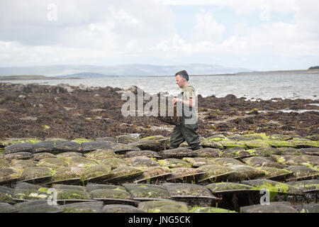 Worker carrying metal bag with oysters on oyster farm, Kilcolgan, co.Galway, 20 July 2016 Stock Photo