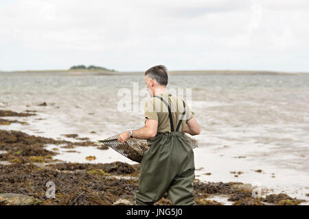 Worker carrying metal bag with oysters on oyster farm, Kilcolgan, co.Galway, 20 July 2016 Stock Photo