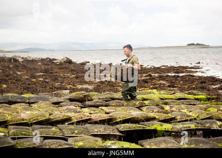 Worker carrying metal bag with oysters on oyster farm, Kilcolgan, co.Galway, 20 July 2016 Stock Photo