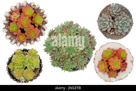 five different cactus in pots isolated on white background Stock Photo