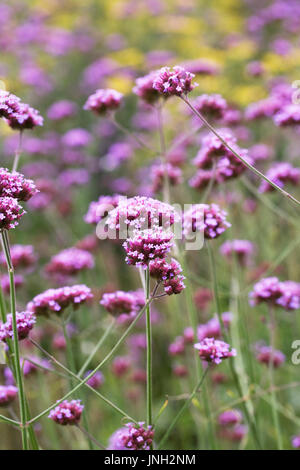 Verbena bonariensis flowers. Stock Photo