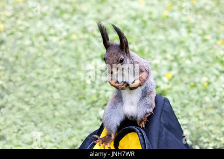 wild grey park squirrel sitting on  bag on blurred green grass background Stock Photo