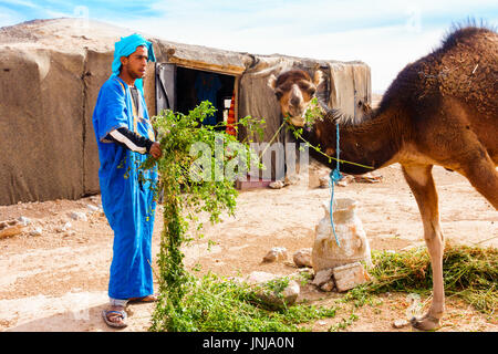 Sahara, Morocco - May 10, 2017: Berber man dressed in traditional moroccan gandoura and touareg feeds his camel with alfalfa in front of his Berber te Stock Photo