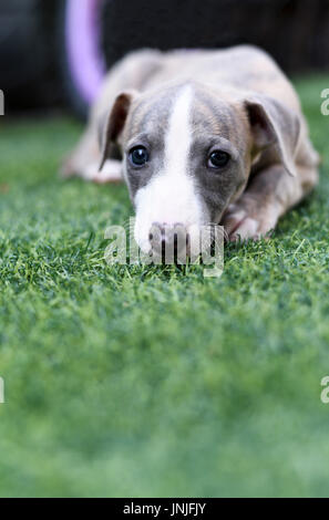 pedigree Whippet‎ puppy on the grass Stock Photo
