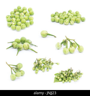 Solanum torvum or turkey berry isolated on white background Stock Photo