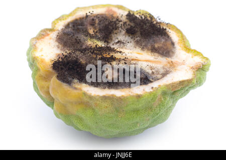 Rotten kaffir lime or Bergamot isolated on white background Stock Photo