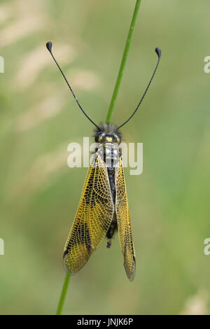 Close-up of sulphur owlfly (Libelloides coccajus), also called European owlfly or owly sulphur in France Stock Photo