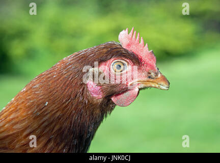 Chickens in the garden Stock Photo