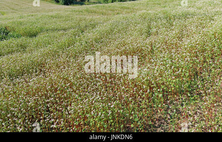 Summer field of blossoming buckwheat agricultural plants. Panoramic collage from several outdoor photos Stock Photo