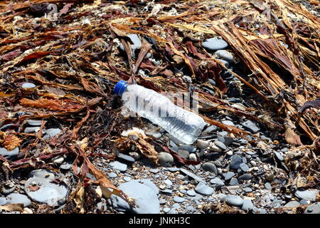 Download Plastic Container Amidst Kelp Seaweed And Shale Washed Up On Beach In Stock Photo Alamy PSD Mockup Templates