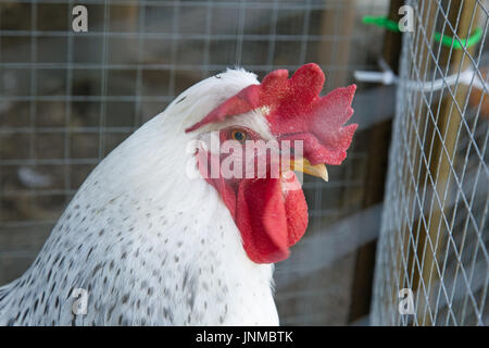 Chicken head portrait in a wire cage Stock Photo