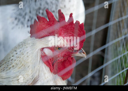 Chicken head portrait in a wire cage Stock Photo