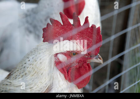 Chicken head portrait in a wire cage Stock Photo