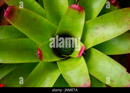 Bromeliad,Popular ornamental plants. Stock Photo