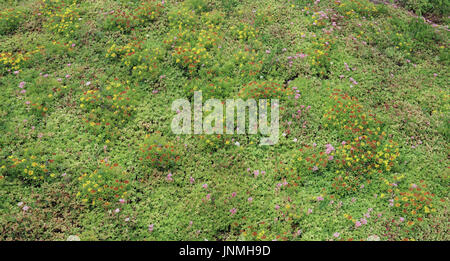 Panoramic fragment of an urban tipical decorative flower bed with blossoming summer plants succulents. Collage from several outdoor photos Stock Photo