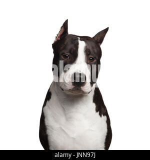 American Staffordshire Terrier Stock Photo