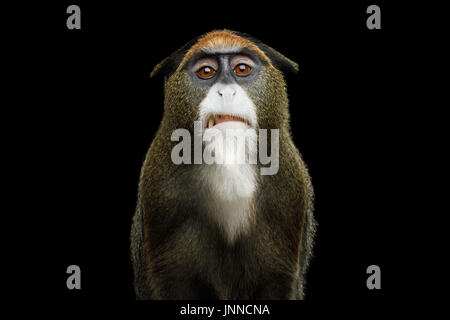 De Brazza's Monkey Stock Photo