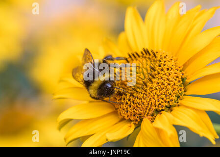 Busy bee on yellow flower, pollination. Active pollinator. Stock Photo