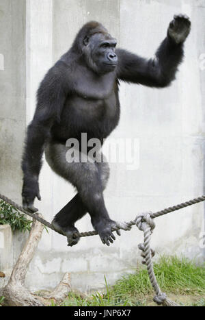 NAGOYA, Japan - Jabani, a 10-year-old gorilla, performs a