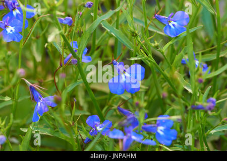 Blue lobelia flowers grow in the flower bed as a background Stock Photo