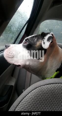 dog waiting in the rain Stock Photo