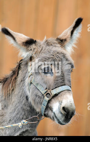 A portrait of stupid looking donkey (Equus africanus asinus). Stock Photo