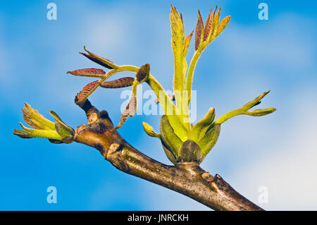 Jung sprout of a common walnut (Juglans regia). Stock Photo