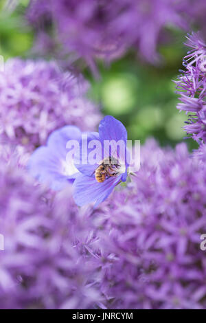 Honey bee feeding from a Geranium Orion flower in a garden. UK Stock Photo
