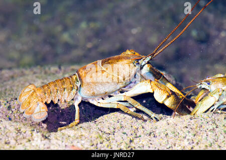 Stone crayfish (Austropotamobius torrentium) in its natural habitat. Stock Photo