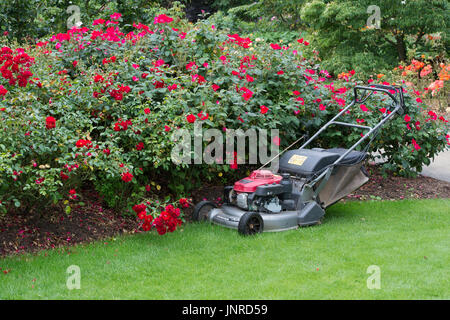 Petrol lawn mower in a garden. UK Stock Photo