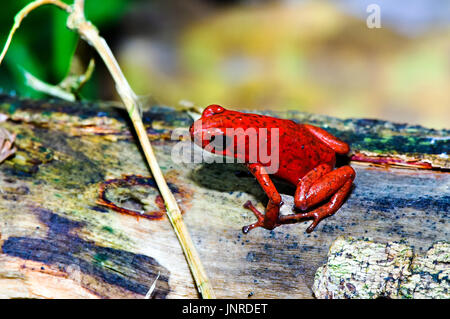 Singing male of the strawberry poison frog (Oophaga pumilio) shot in Costa Rica, Grandoca-Manzanillo wildlife refuge. Stock Photo