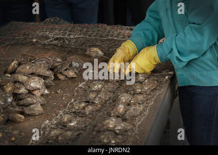 Halong Bay, Vietnam, pearl farm worker collecting farmed oysters Stock Photo