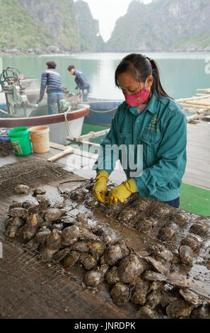 Halong Bay, Vietnam, pearl farm worker preparing farmed oysters Stock Photo